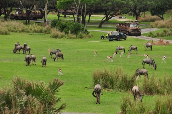 a vast grassy savanna with various animals grazing