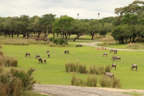 various animals grazing on a large field