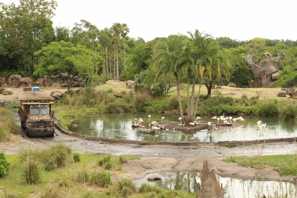 a safari vehicle driving next to a body of water surrounded by trees