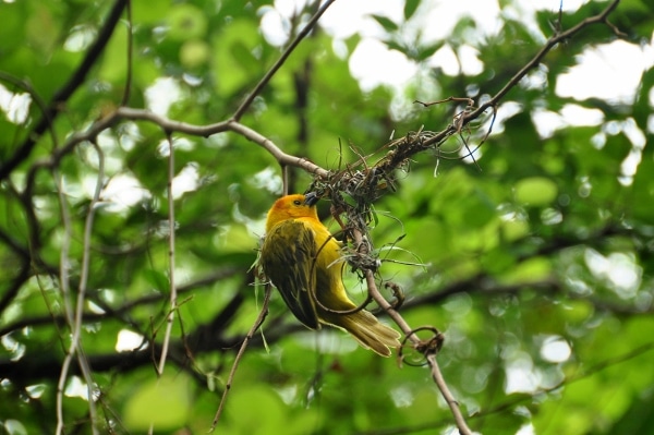 A bird perched on a tree branch