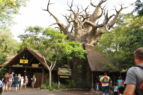 a baobab tree with a couple small buildings on either side