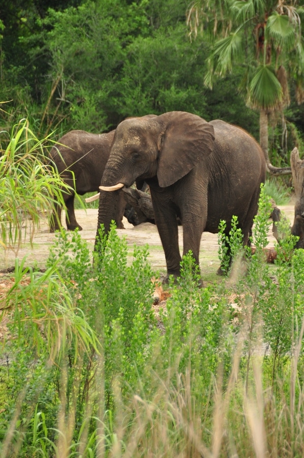 A group of elephants grazing in a field