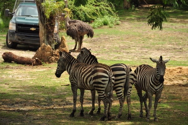 A herd of zebra standing on top of a grass covered field