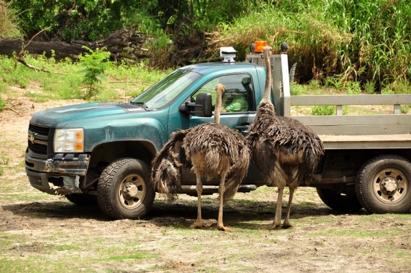 two ostriches standing next to a truck