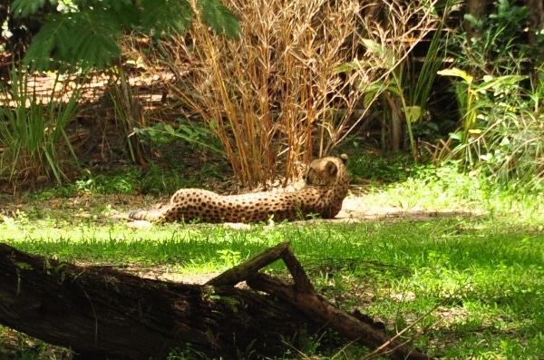 a cheetah laying down in the grass