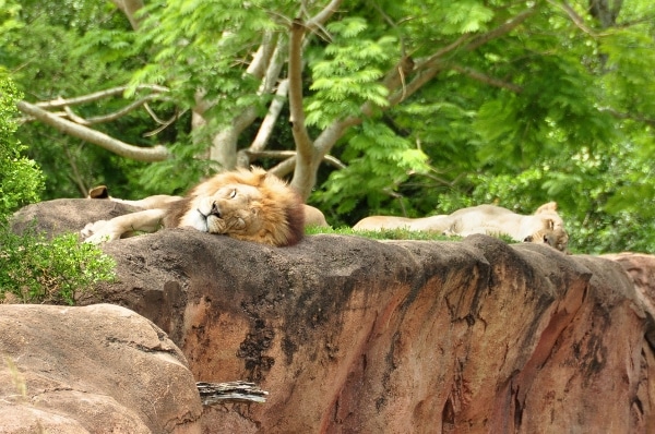 lions sleeping on a big rock