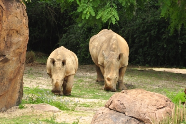 two rhinos in a small field