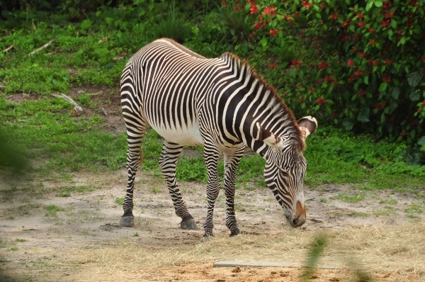 A zebra standing on top of a dirt field