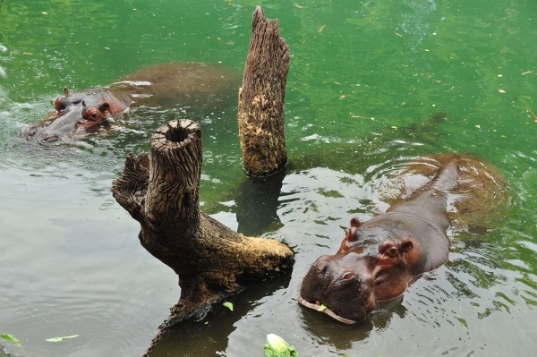 A couple hippos swimming in some water