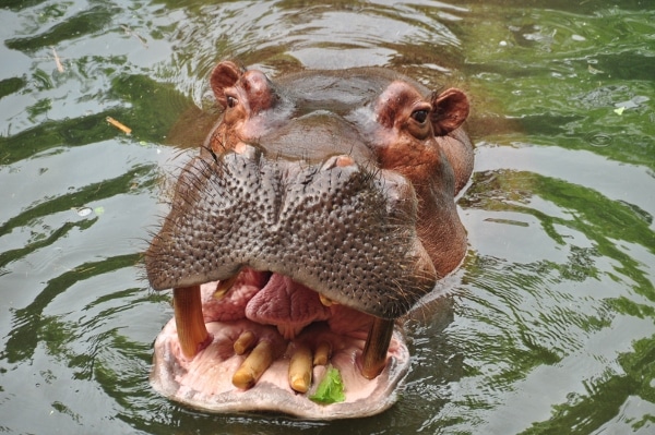 a hippo in the water with its mouth open