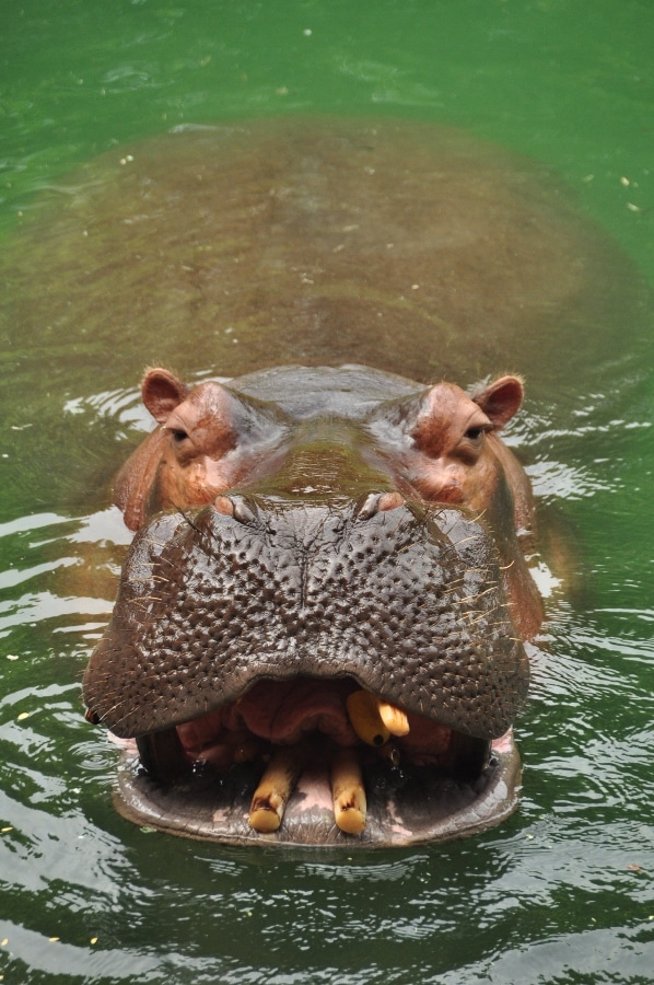 a closeup of a hippo in murky water