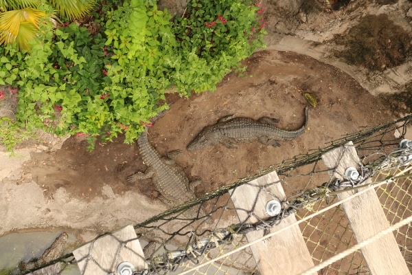 view looking down at crocodiles underneath a rope bridge