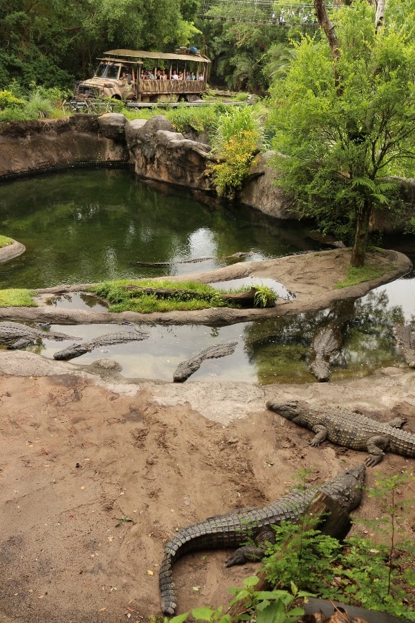 view of crocodiles laying down near a body of water