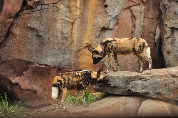 two wild dogs standing on rocks