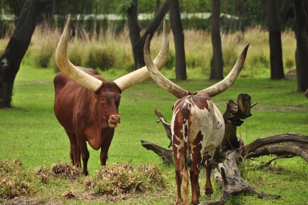 cattle with huge horns standing in a grassy field