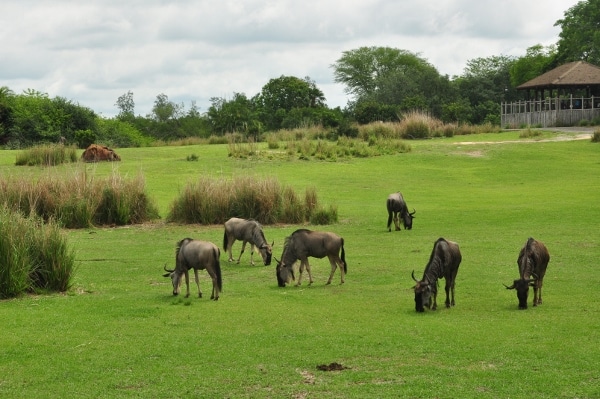 A herd of wildebeest grazing on a lush green field