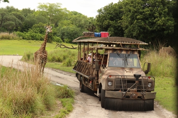 A safari vehicle traveling down a dirt road with a giraffe nearby