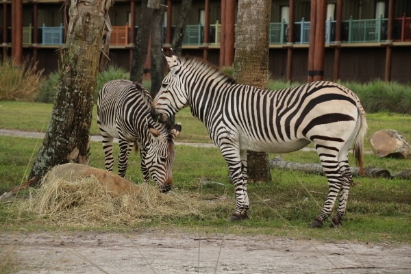 A couple of zebras standing in a field