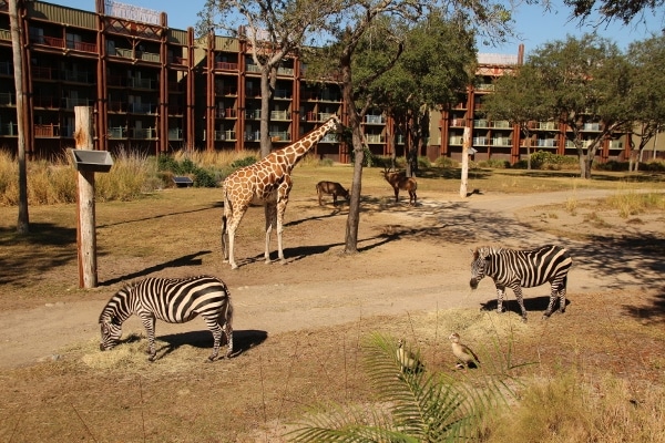 Giraffes and zebras grazing outside at Disney\'s Animal Kingdom Villas