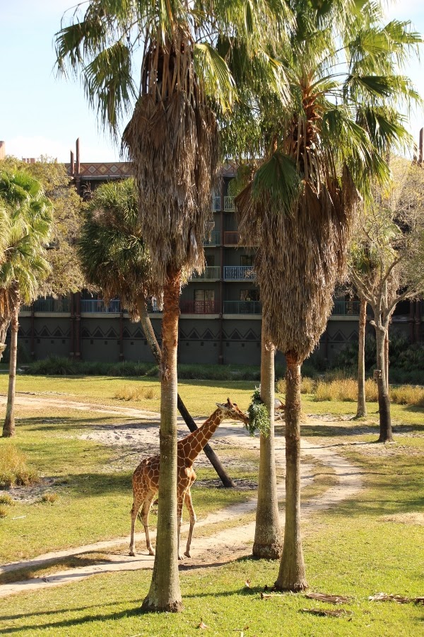 A giraffe eating from a tree