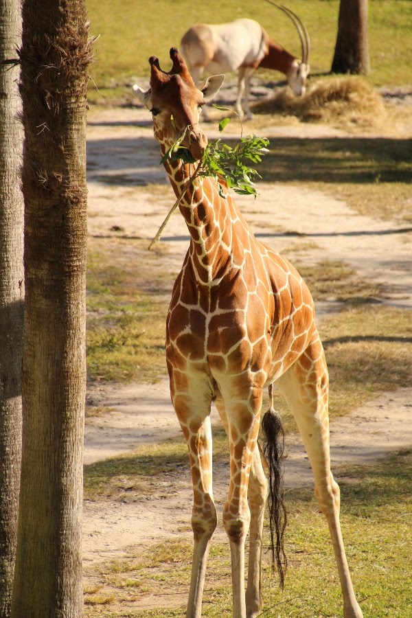 a closeup of a giraffe eating leaves