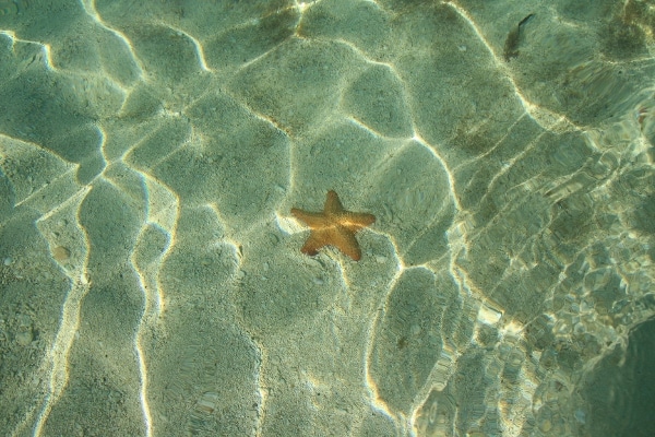 a starfish in the water