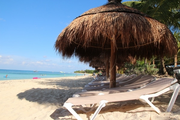 a row of beach chairs under grassy umbrellas