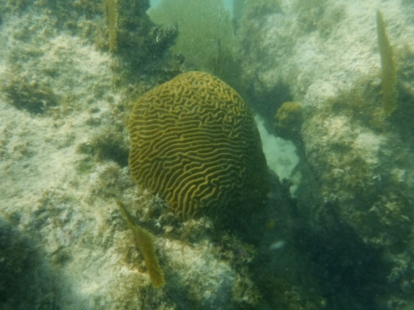 A coral in the water