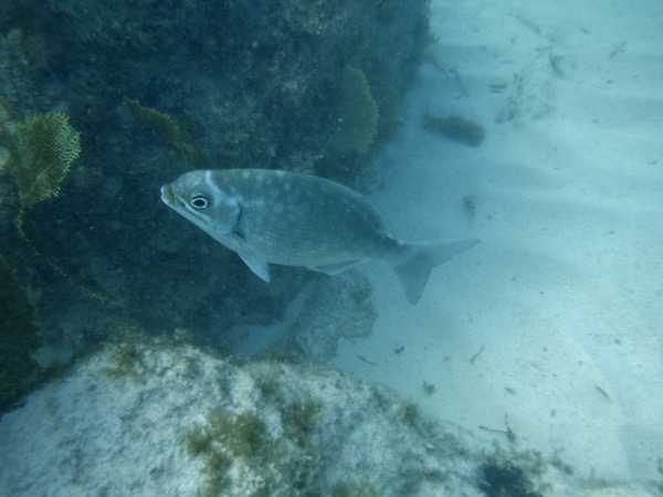 A fish swimming under water