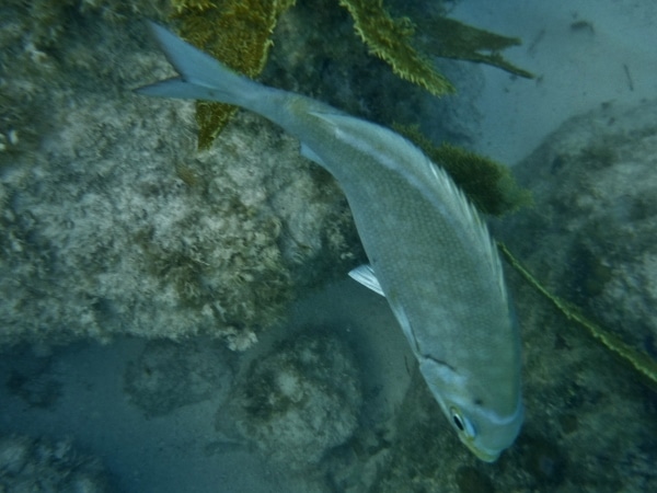 a closeup of a fish underwater