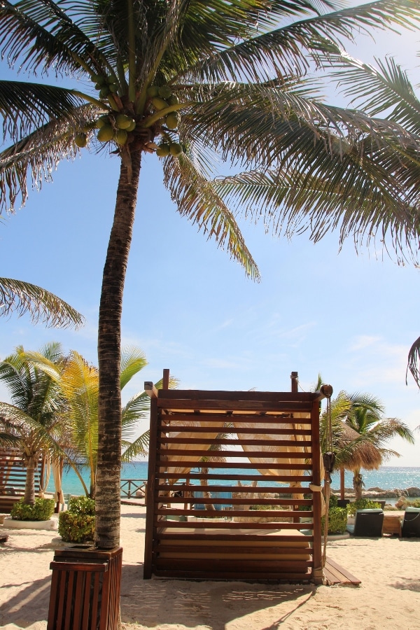 an outdoor canopied bed under a palm tree