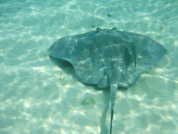 a large stingray swimming under water