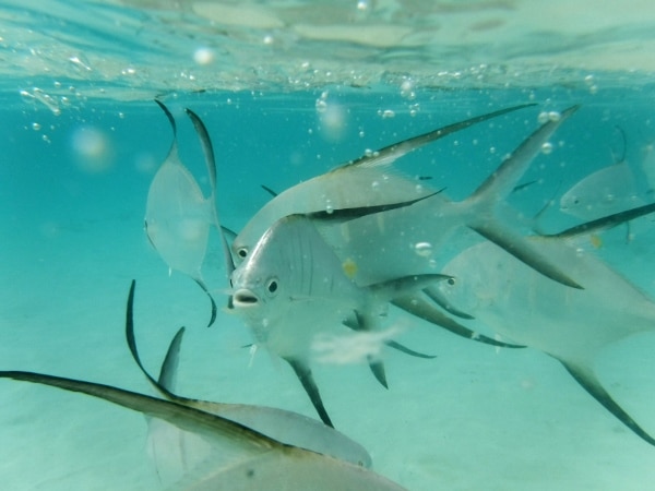 a group of fish swimming under water