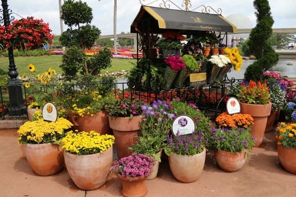 a colorful flower display