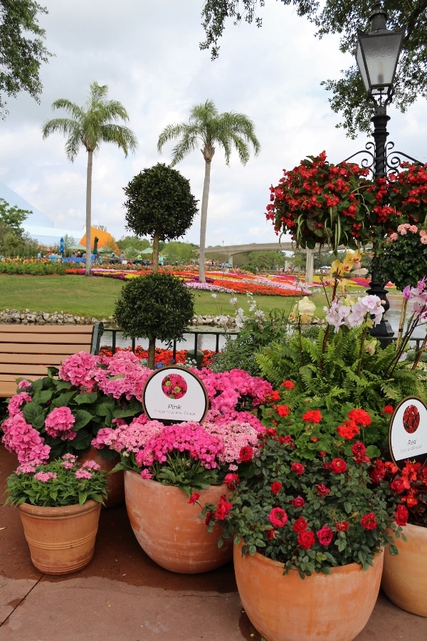 A close up of a colorful flower garden