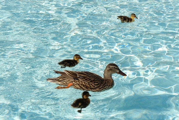 closeup of a family of ducks in a swimming pool