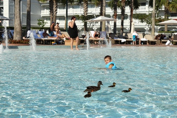ducks swimming in a large swimming pool