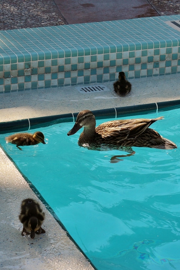 4 ducks in the corner of a swimming pool