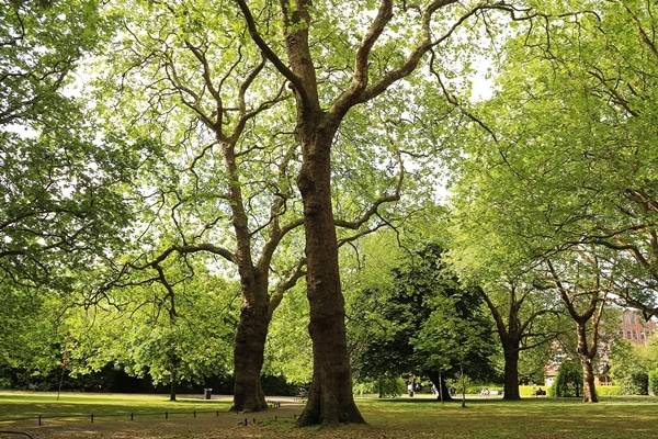 big trees in a park