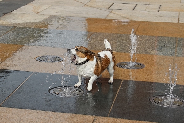 A dog playing in a fountain