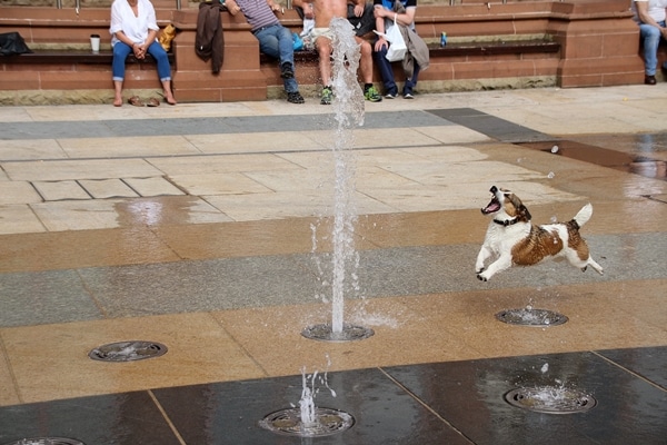 A dog running around a fountain