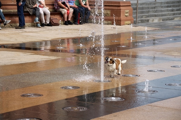 A dog playing around a fountain