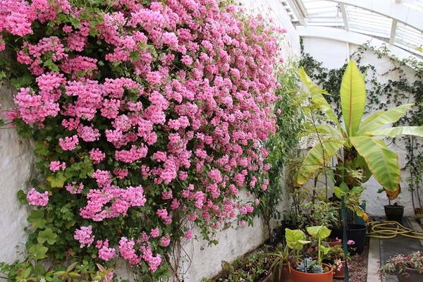 pink flowers growing on a wall