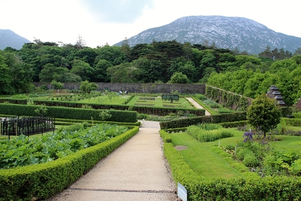 A path surrounded by trees