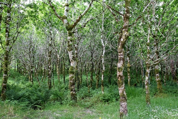 trees in a forest