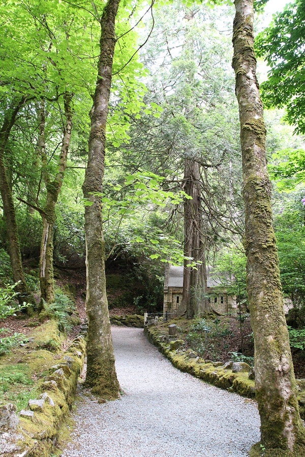 trees in a forest