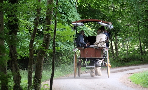 a horse-drawn buggy driving through the forest