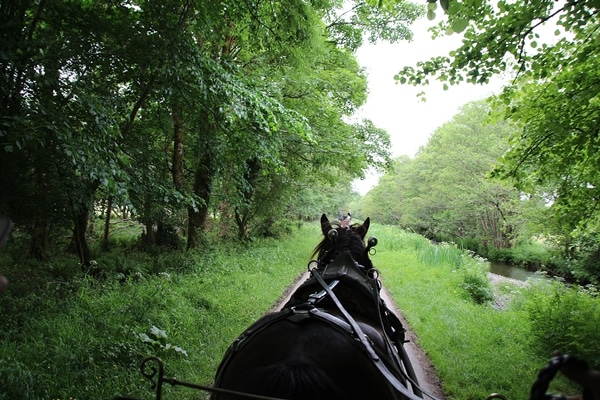 view of a horse going through the forest