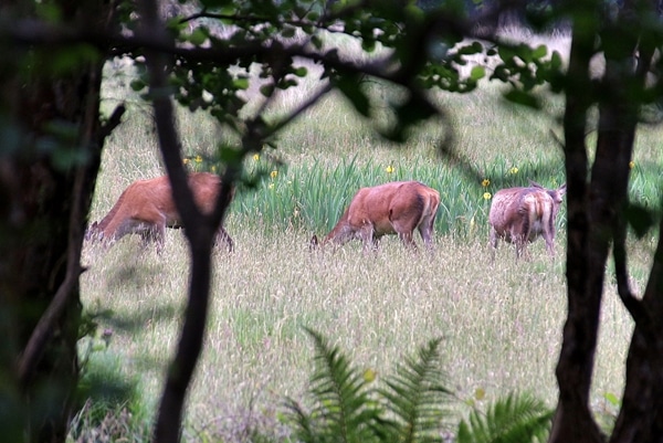 A group of deer standing on a lush green field