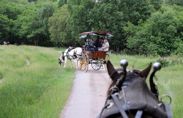 a horse-drawn buggy on a path in a park